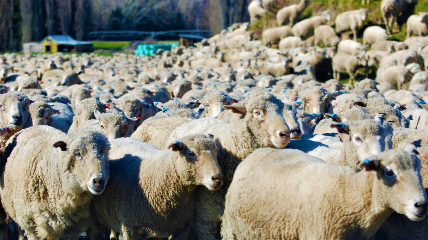 Majada de corderos criados a pasto
