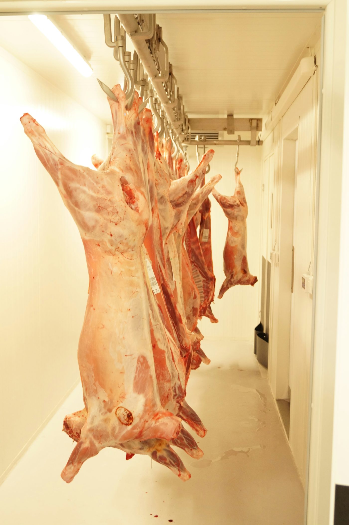 Cámara de frío del frigorífico, tras la faena